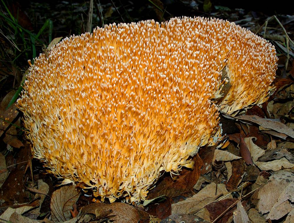Представитель Семейства Aphelariaceae